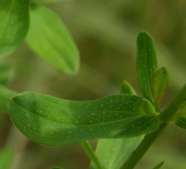 Hypericum cfr. montanum